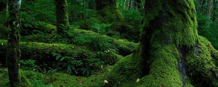 海上の風力原動機