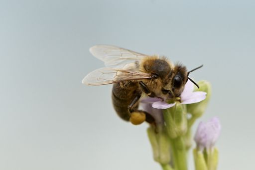 花にとまる蜜蜂