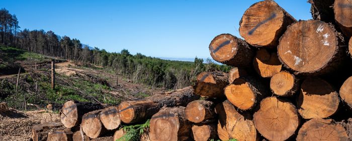 EUDR改正案のポイントと企業が直ちに着手すべき対応