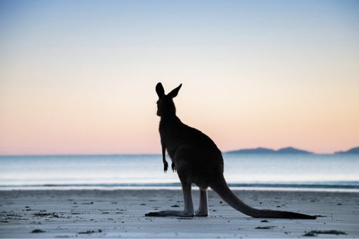 kangaroo at a beach
