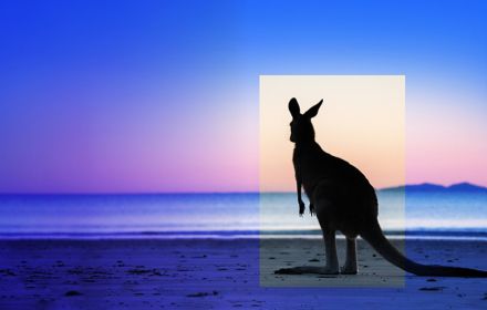 Kangaroo at a beach