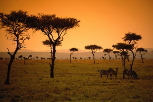 Kenya savanna sunset