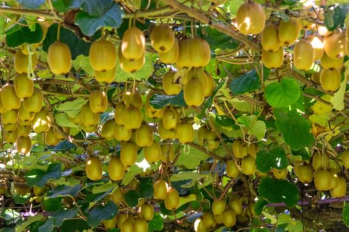 Kiwifruits growing