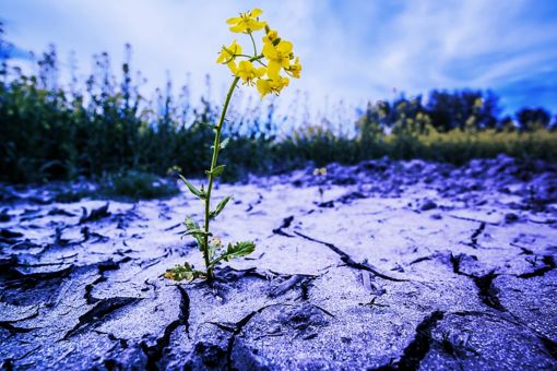 Flower growing from fry soil