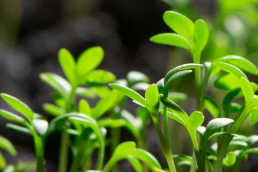 Plantas creciendo