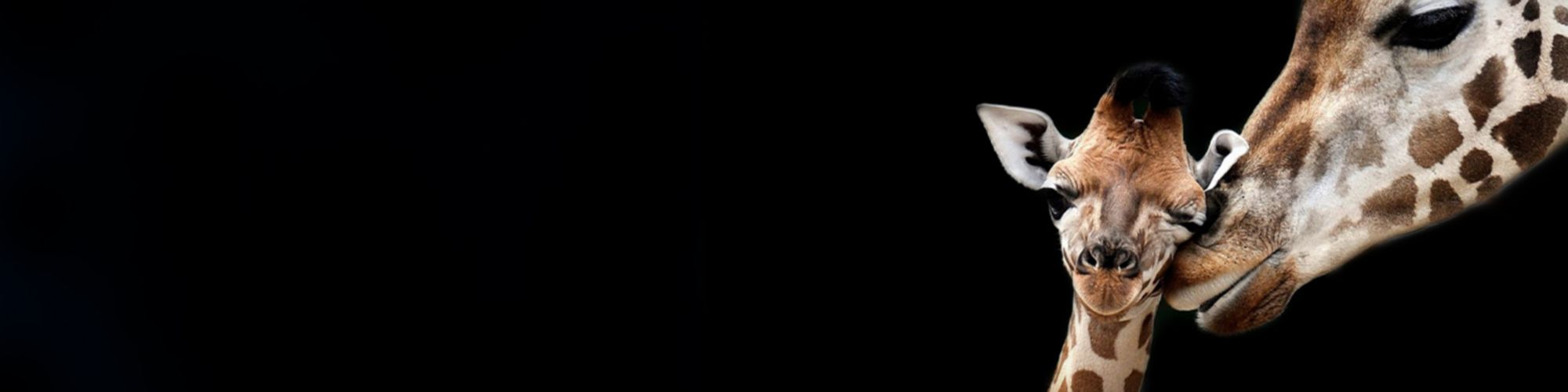 Küresel ekonomi toparlanıyor Türkiye’nin görünümü olumlu 