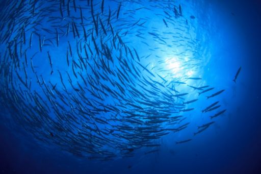 The blue economy – a drop in the ocean