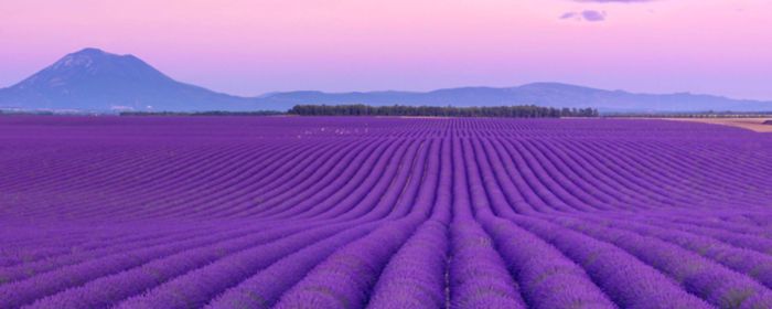 Lavender fields