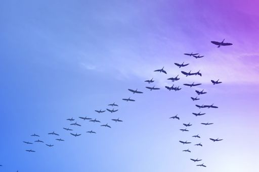 law-hub-silhouette-of-birds-flying-against-sky