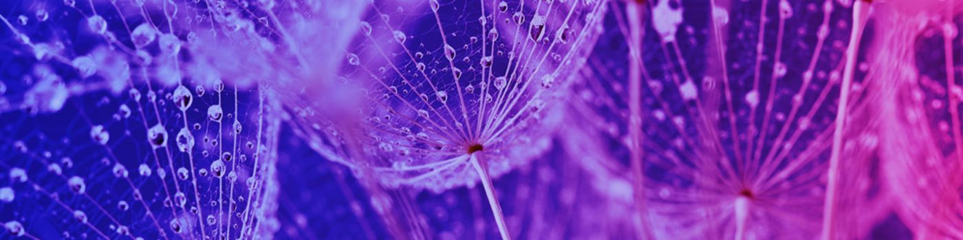 Dandelion with purple blue veil