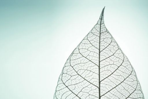 light green transparent leaf