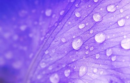 Purple leaf with drops