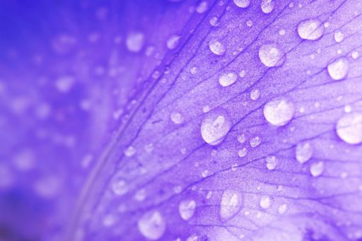 Purple leaf with drops