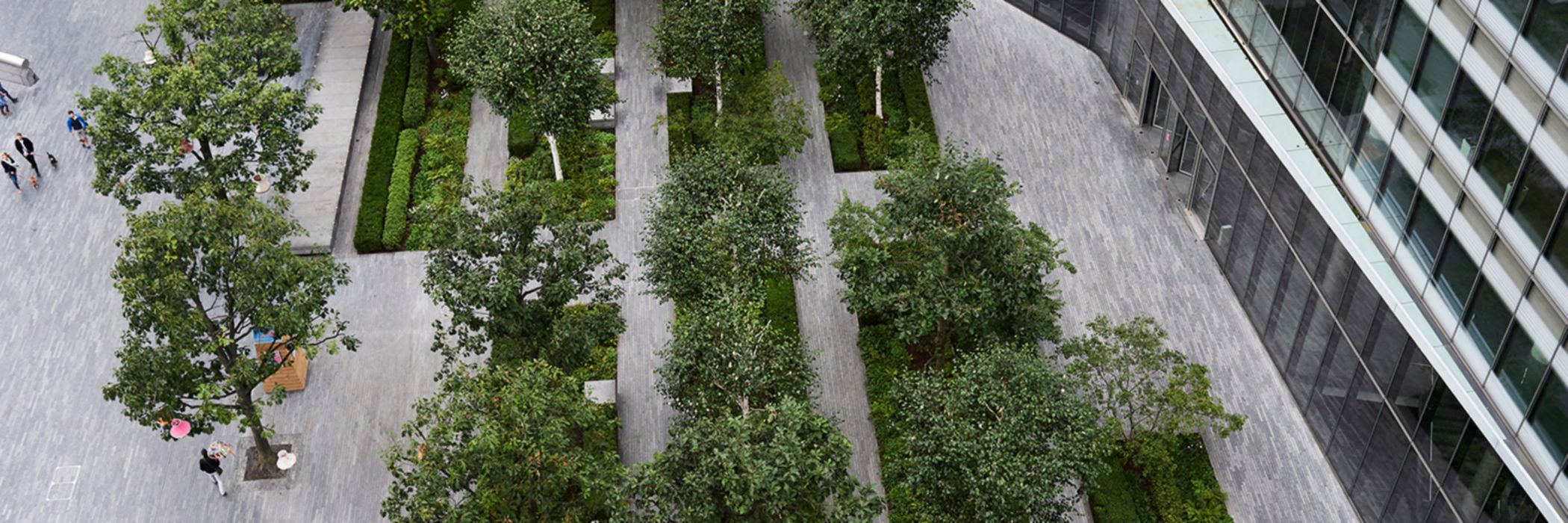 Lined trees in office courtyard