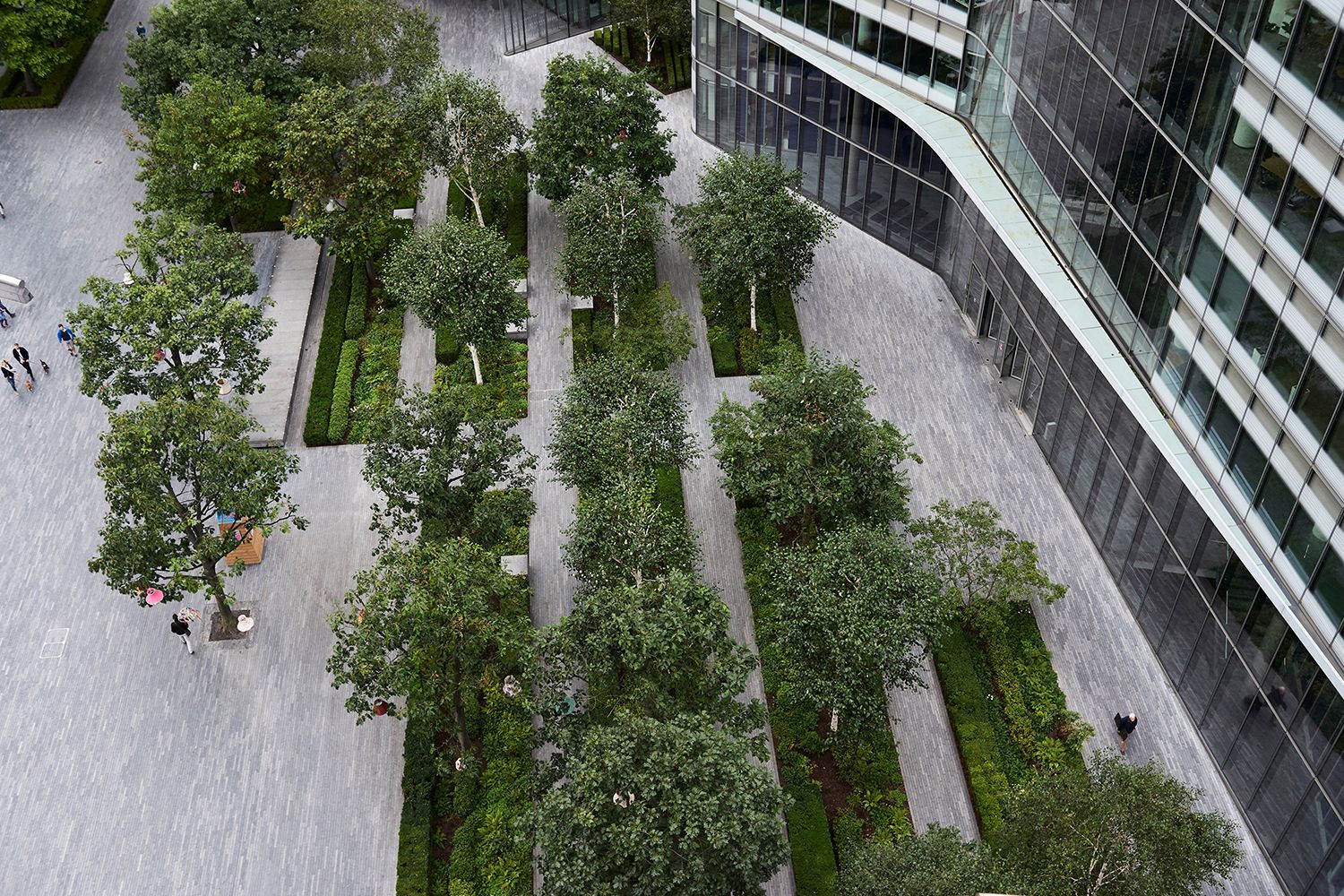 Lined trees in office courtyard