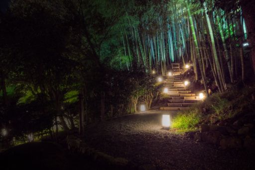 Lit up stairway in a bamboo garden