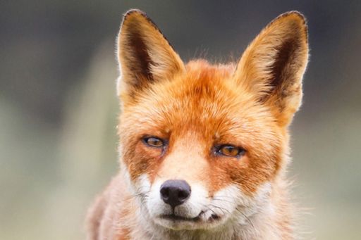 Luxembourg fox