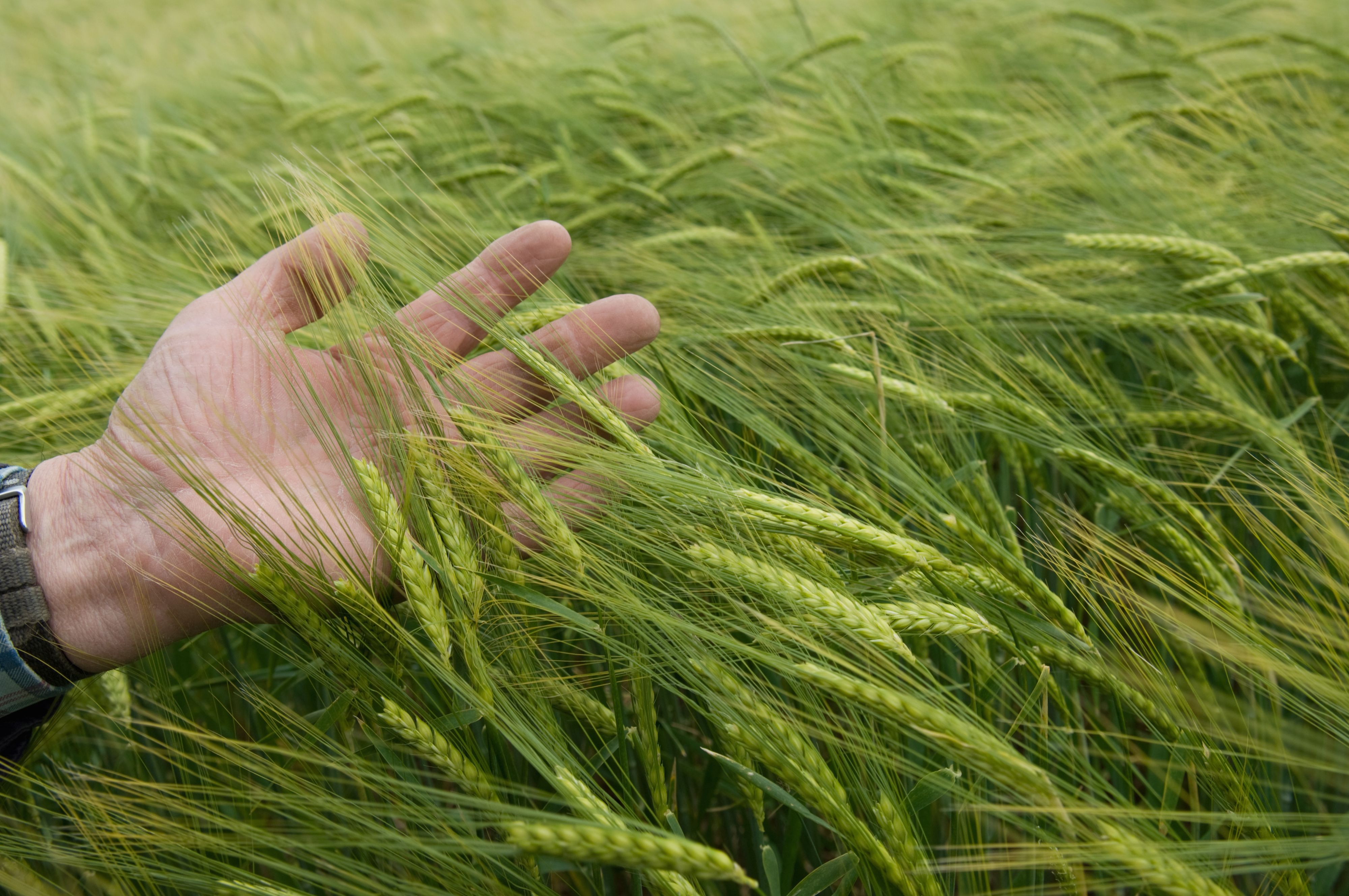 hand in wheat fielg