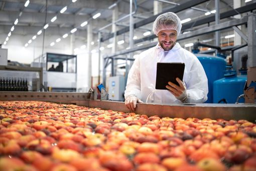 man looking at tablet in a food processing factory standing behind a conveyor belt of fruit