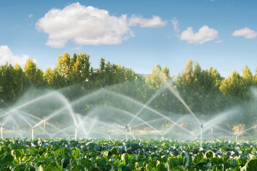 A farm with green vegetables being watered