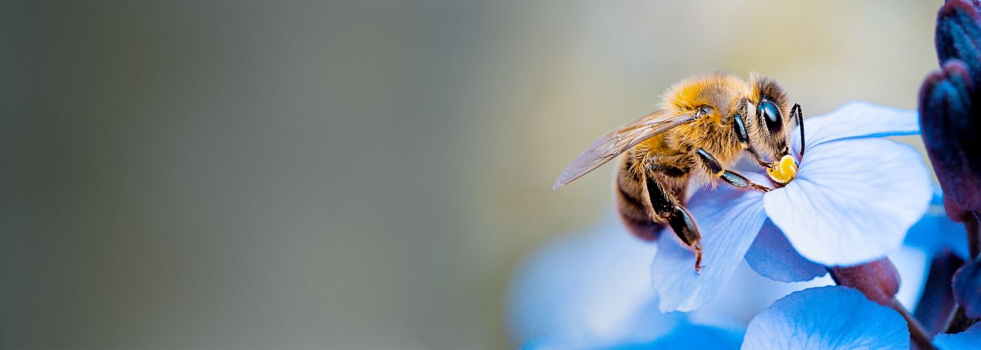Honey bees sipping nectar for KPMG Mutuals Industry review 2021