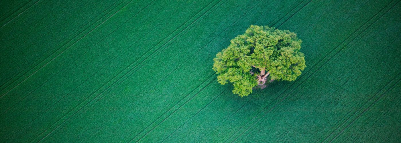 Single oak tree in a field