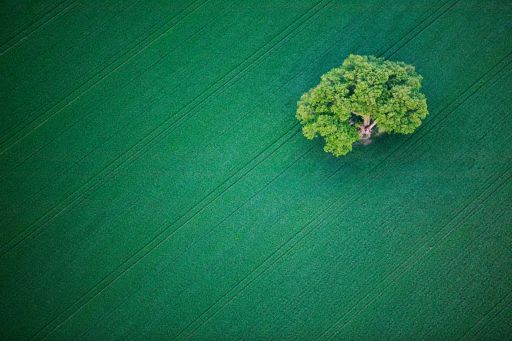tree in a green field
