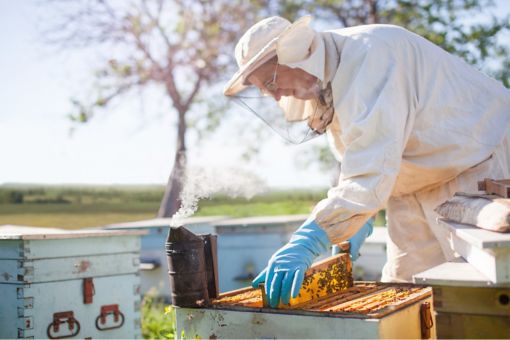 Old beekeeper taking honey