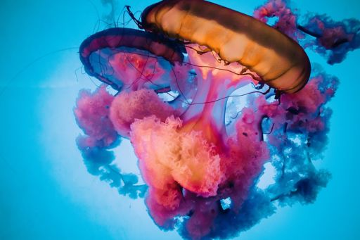 Orange and Pink Jellyfish with Blue Background