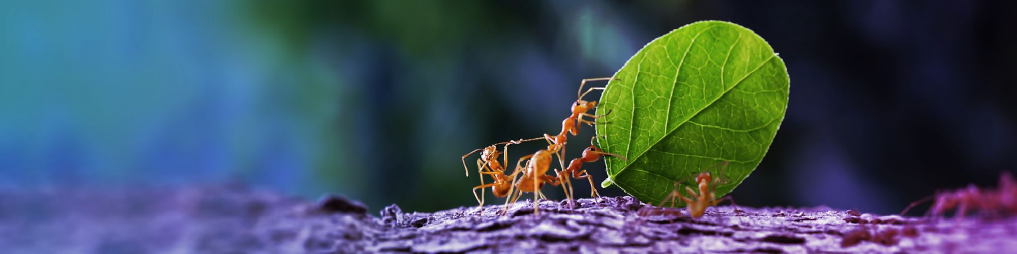 ants working together