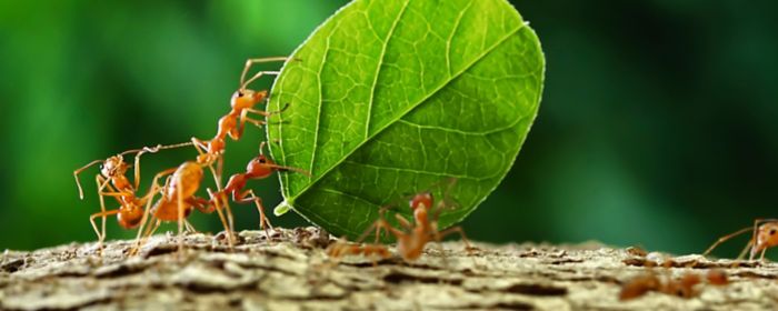 ants working together