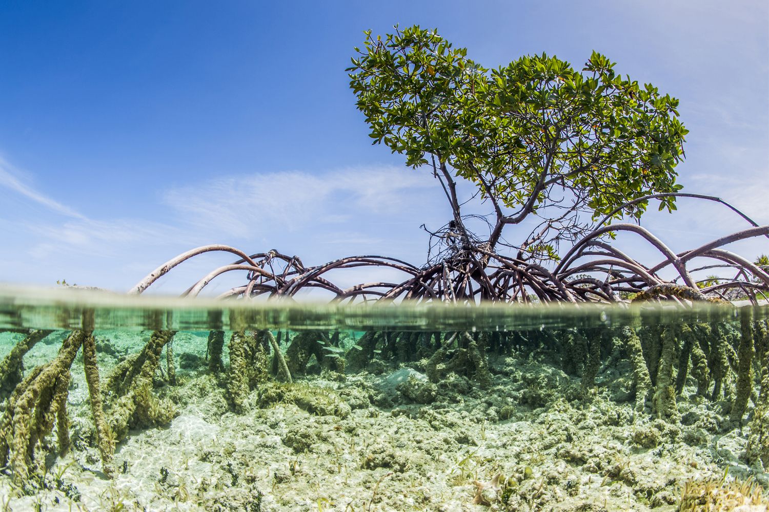 Over and under water photograph of a mangrove tree in clear tropical waters with blue sky in background