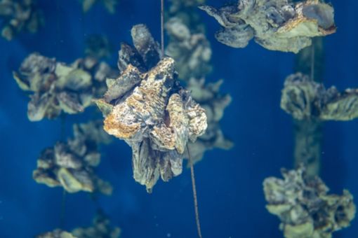 Oysters under water