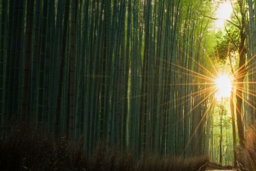 path-going-towards-sunlight-through-green-forest-with-trees-on-side