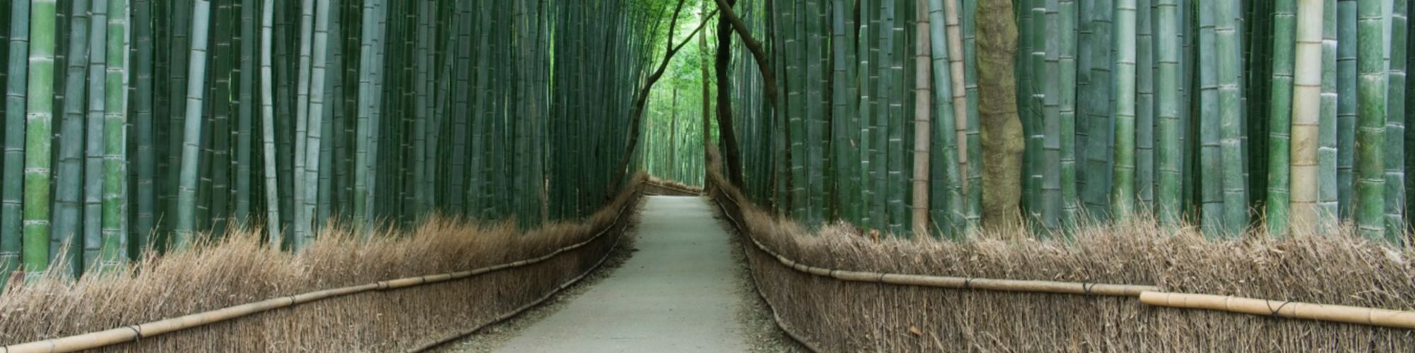 Path through bamboo trees