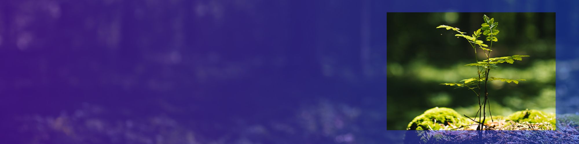 Pflanze auf Waldboden