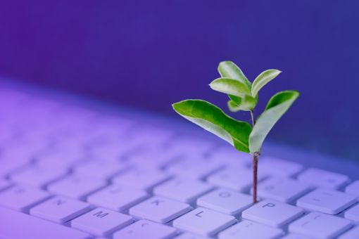 Plant in a keyboard