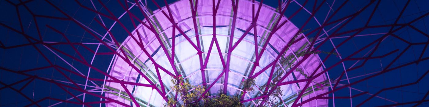 Pink circular structure behind plant