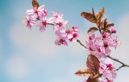Pink flowers on tree branch