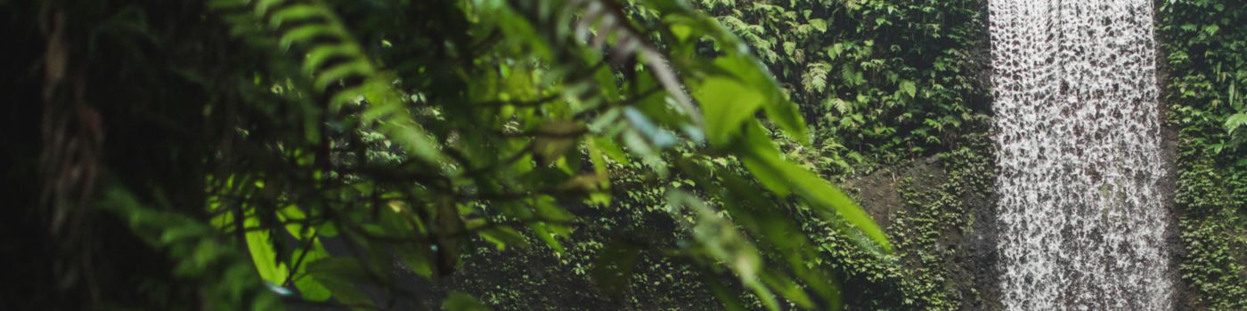 Wodospad w lesie | Zdjęcie przewodnie strony "KPMG zamierza osiągnąć zerową emisję dwutlenku węgla netto do 2030 roku"