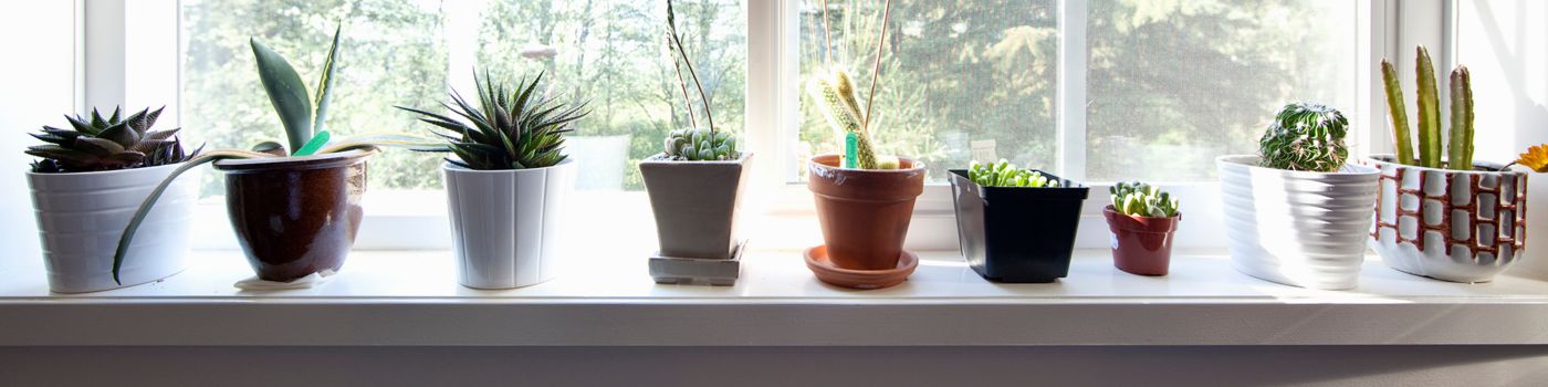 plants sitting on window