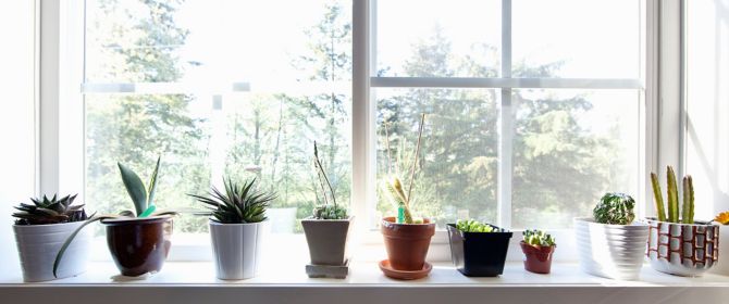plants sitting on window