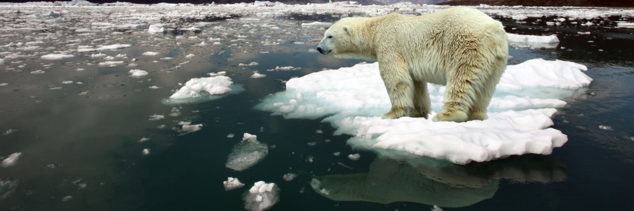 Polar bear standing on an iceberg