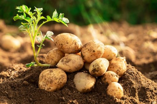 a bunch of potatoes piled on top of dirt