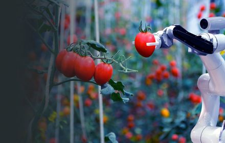 Robot cueillant des tomates