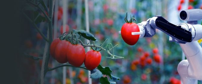 Robot cueillant des tomates