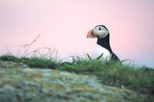 Atlantic puffin against pink sunset sky