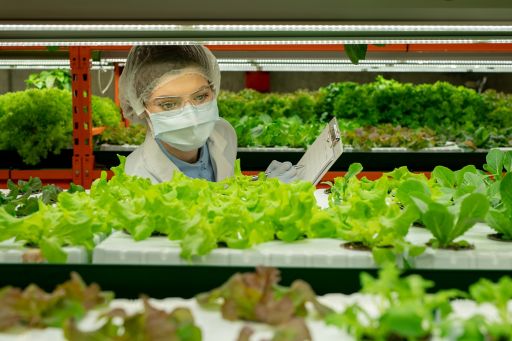 Scientist analysing vegetables in hydroponics farm