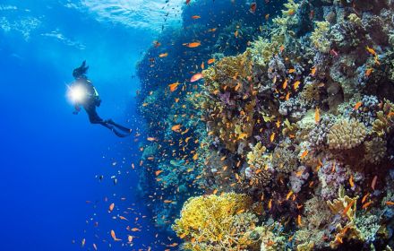 Scuba diver in sea with corals