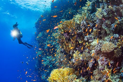 Scuba diver in sea with corals